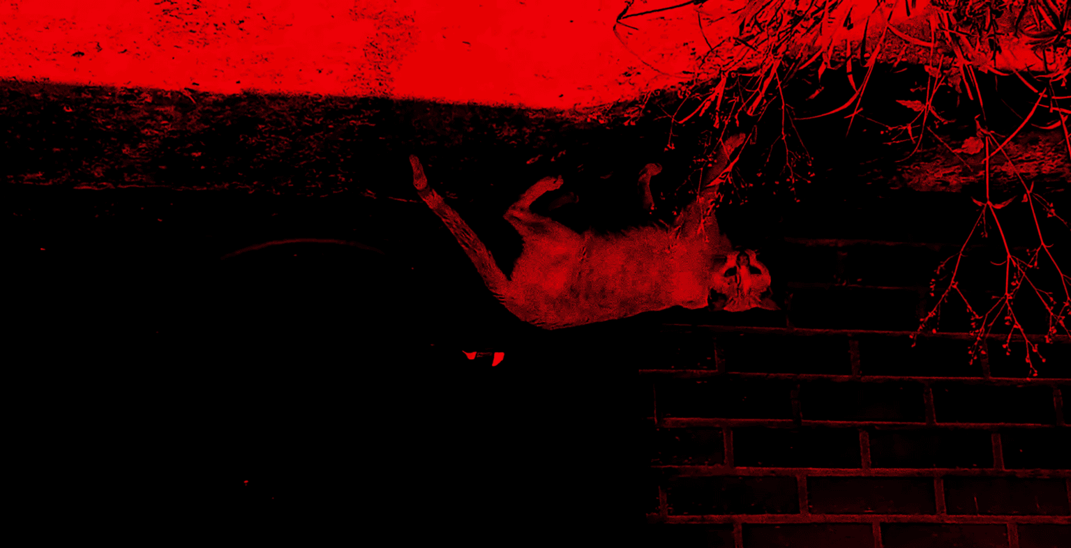 Misu-Misu - Thriller film directed by Luis Zamora